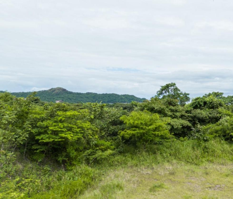 1 - Cortez Amarillo , Reserva Conchal, Guanacaste 4