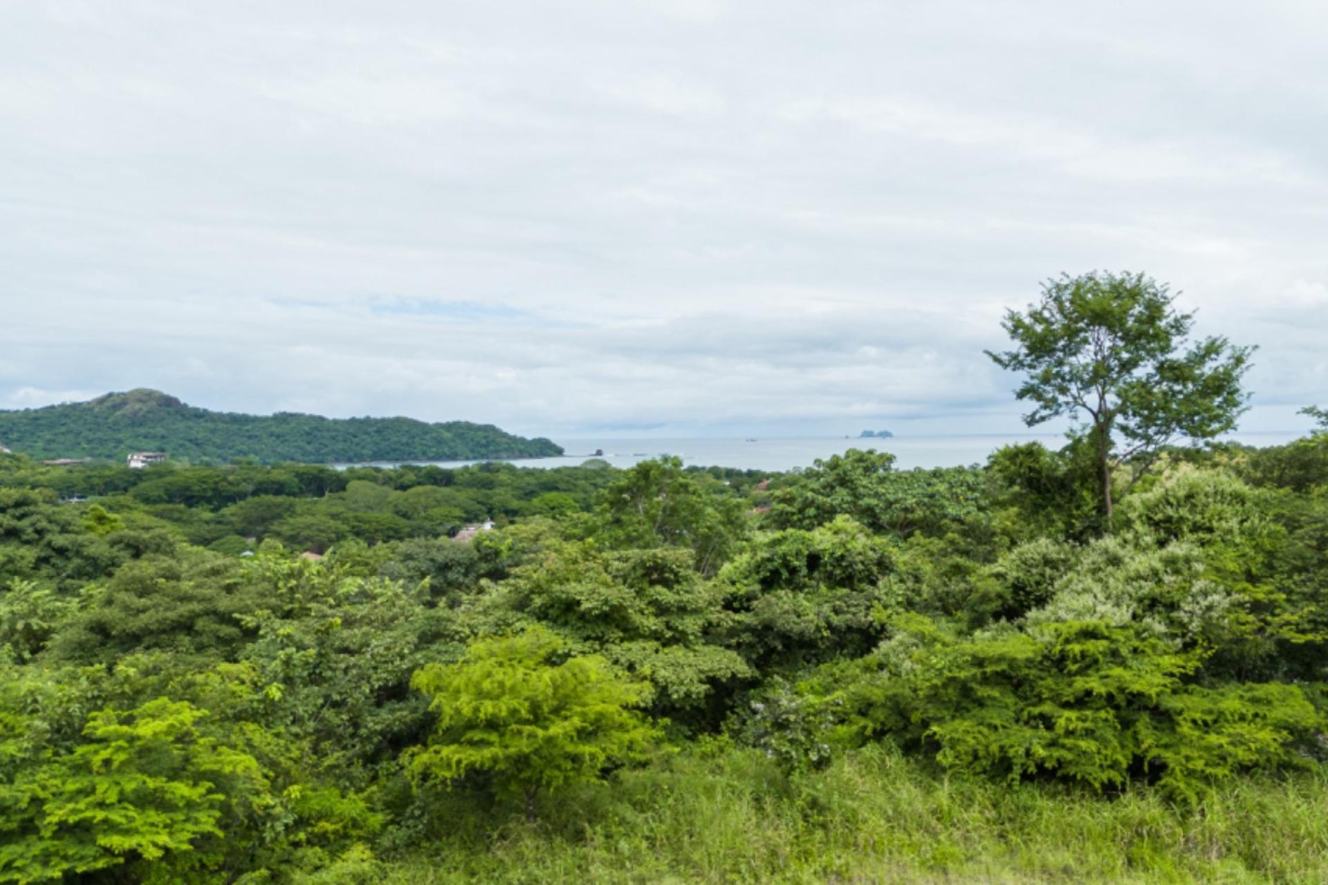 1 - Cortez Amarillo , Reserva Conchal, Guanacaste 2