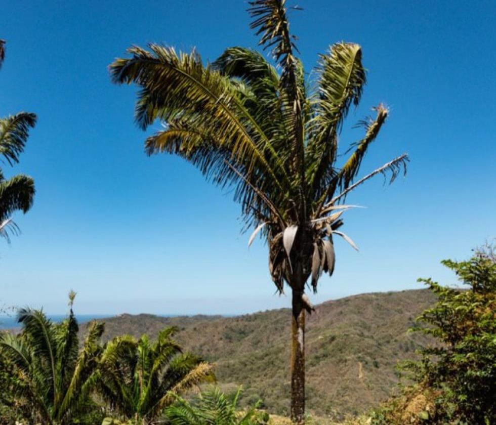 Finca La Trembla , Nosara Beach, Guanacaste 4
