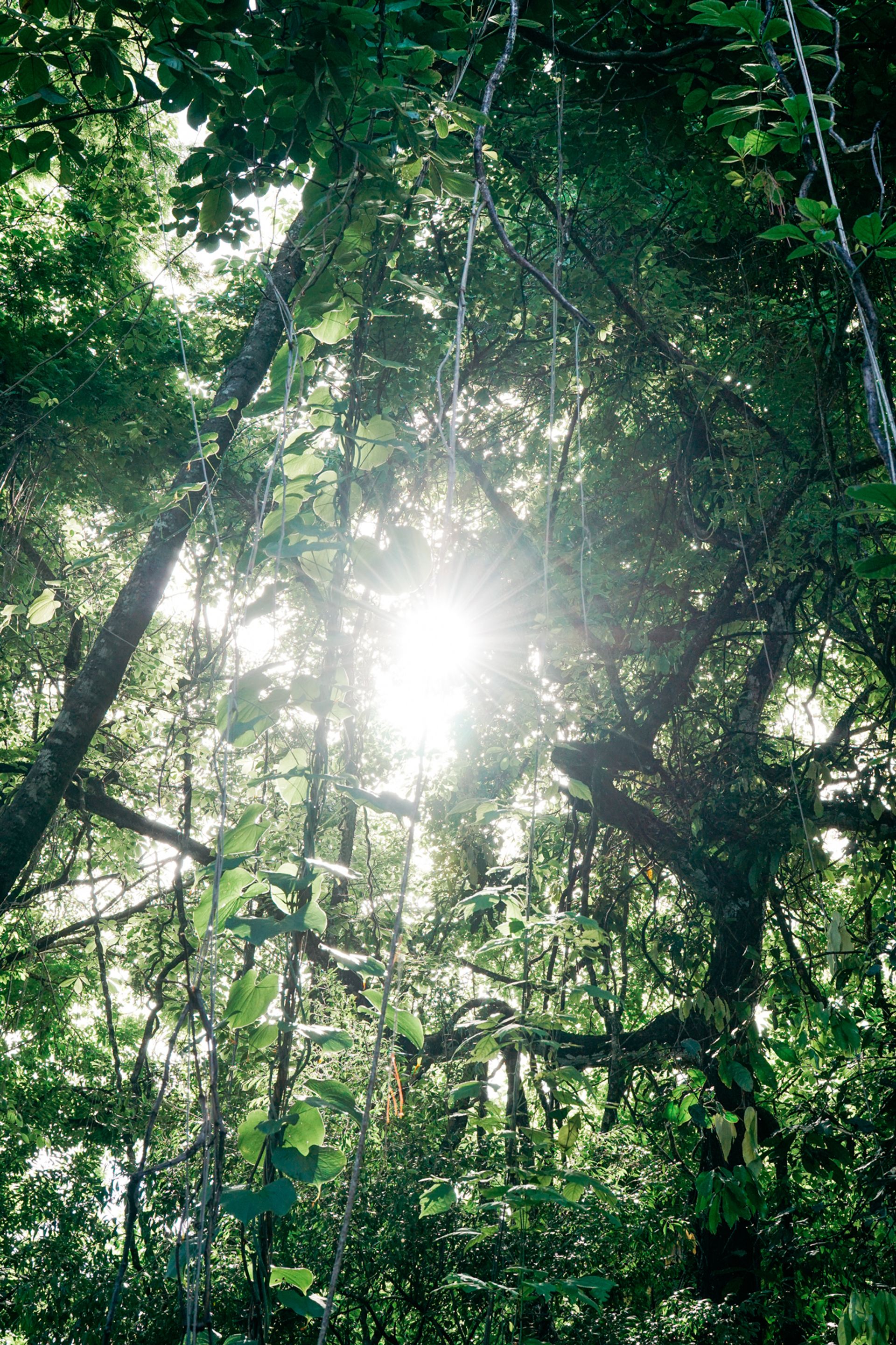 venta de finca en nosara guanacaste para desarrollar development property Nosara guanacaste opportunuty land for sale nosara gua