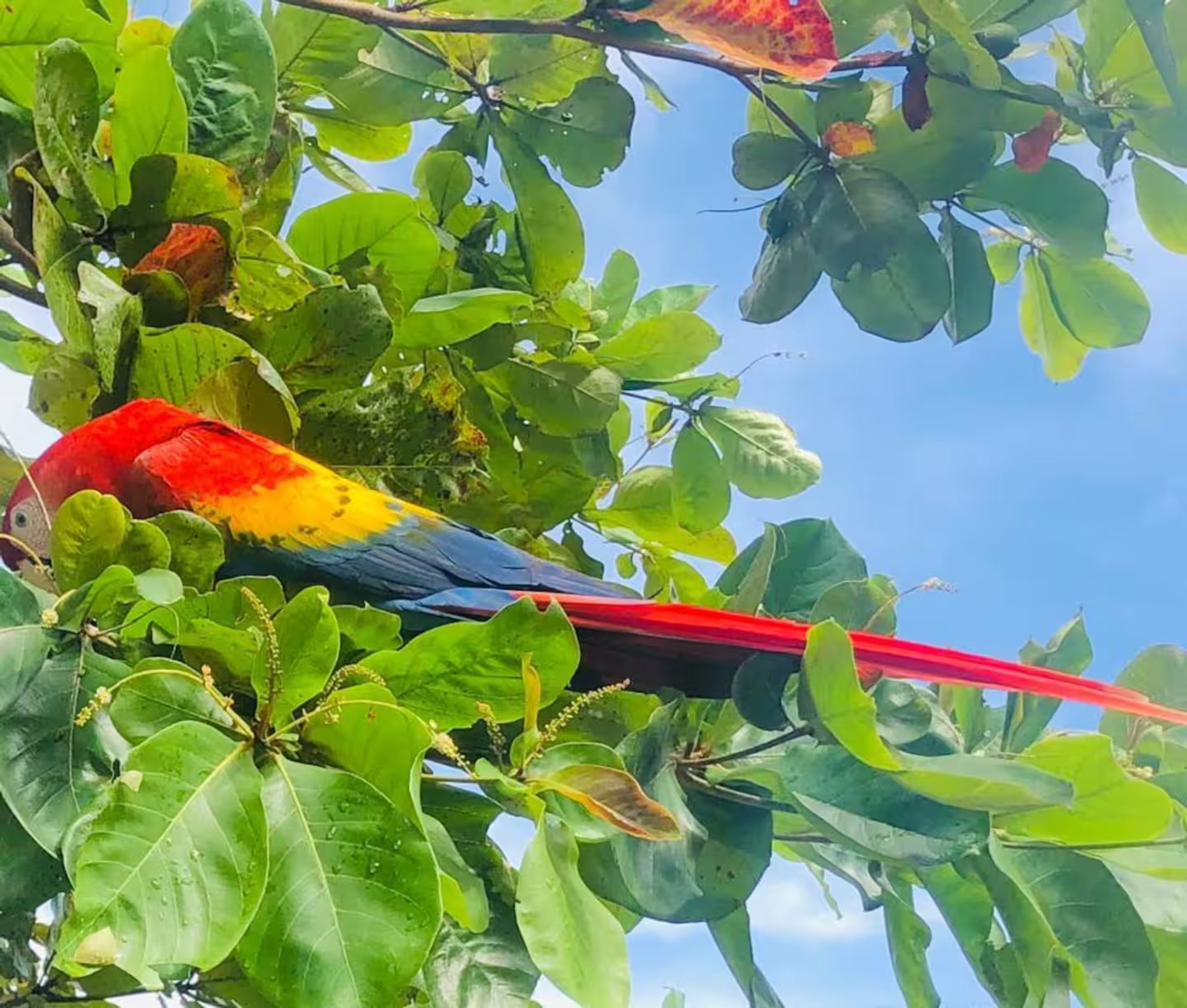 manuel antonio 1 bd condo for sale maria fernanda rivas bilash and charron real estate group
