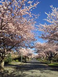 262174554-11 at 6823 Grant Place, Sperling-Duthie, Burnaby North