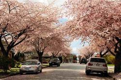 262174554-15 at 6823 Grant Place, Sperling-Duthie, Burnaby North