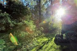 Backyard at 8503 Timber Court, Burnaby North