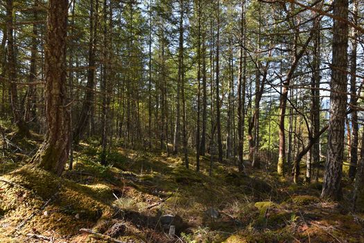 mar_8934 at Lot A Sunshine Coast Highway, Halfmn Bay Secret Cv Redroofs, Sunshine Coast