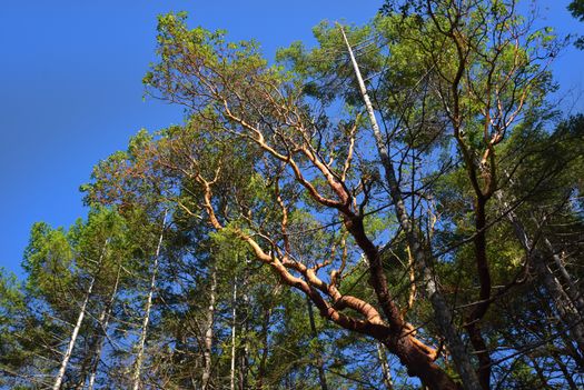 mar_8942 at Lot A Sunshine Coast Highway, Halfmn Bay Secret Cv Redroofs, Sunshine Coast