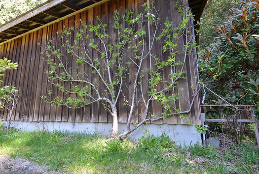 dsc_6675 at 833 Byng Road, Roberts Creek, Sunshine Coast