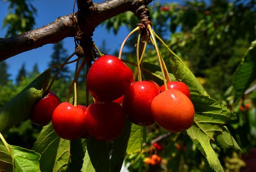 mar_3985 at 5130 Ridgeview Drive, Sechelt District, Sunshine Coast