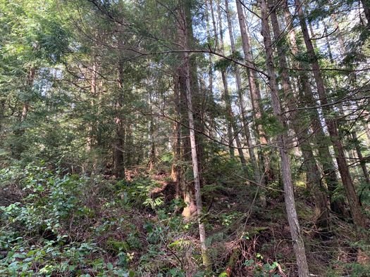 img_1961 at LOT 28 Wescan Road, Halfmn Bay Secret Cv Redroofs, Sunshine Coast