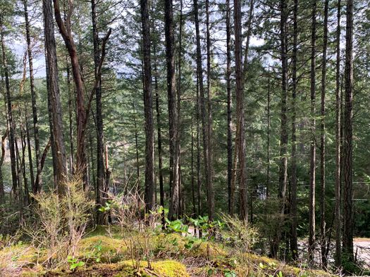 img_1964 at LOT 28 Wescan Road, Halfmn Bay Secret Cv Redroofs, Sunshine Coast