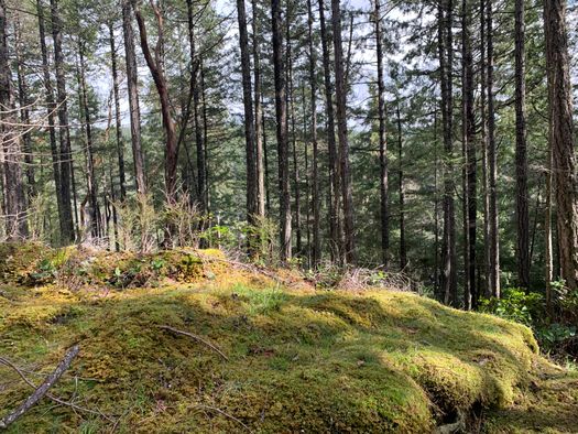 img_1966 at LOT 28 Wescan Road, Halfmn Bay Secret Cv Redroofs, Sunshine Coast