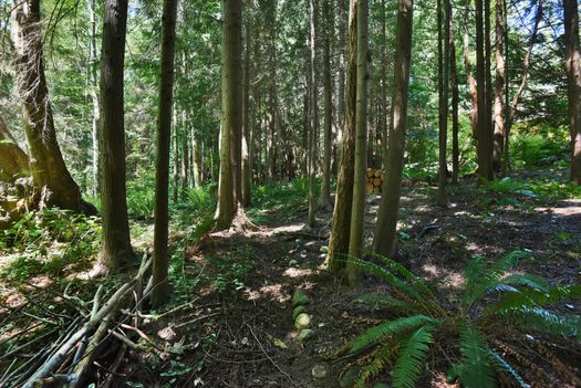 mar_6505 at 1533 Park Avenue, Roberts Creek, Sunshine Coast