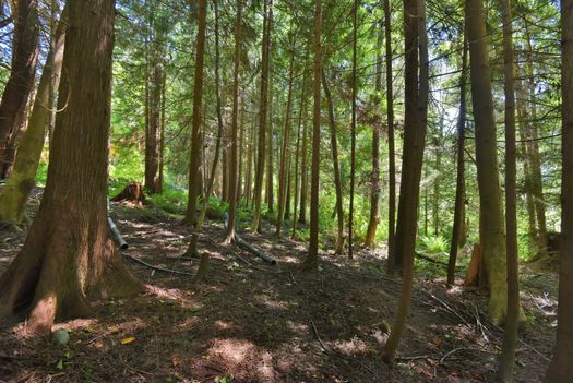 mar_6507 at 1533 Park Avenue, Roberts Creek, Sunshine Coast