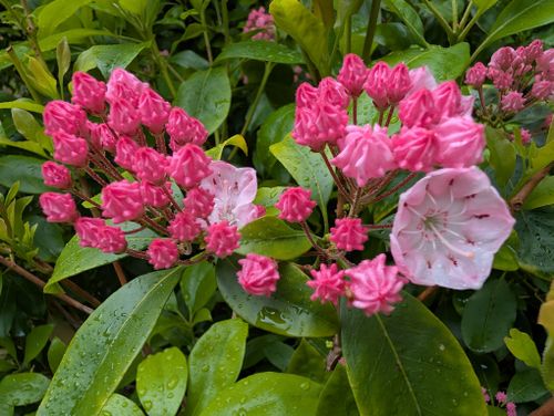 Garden at 680 St. Andrews Road, British Properties, West Vancouver