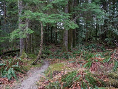 2089-port-mellon-highway-gibsons-area-sunshine-coast-31 at 2089 Port Mellon Highway, Gibsons & Area, Sunshine Coast 2089-port-mellon-highway-gibsons-area-sunshine-coast-31 at 2089 Port Mellon Highway, Gibsons & Area, Sunshine Coast