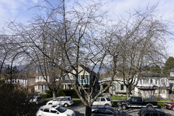 at 1462 East 20th Avenue, Knight, Vancouver East  at 1462 East 20th Avenue, Knight, Vancouver East