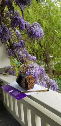 wisteria-concertina at 865 West 18th Avenue, Cambie, Vancouver West