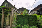 Cedar Hedge for front yard privacy at 548 East  Ave, Fraser VE, Vancouver East