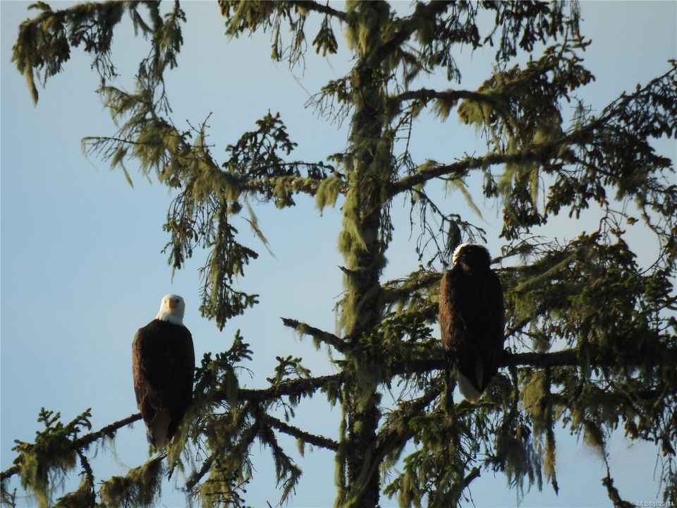 1049-sixth-salmon-beach-port-alberni-05