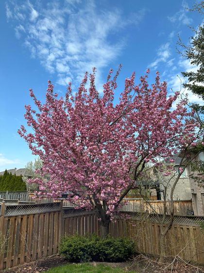 Backyard Cherry Tree (Spring) - 2075 Banbury Cres., Oakville at 2075 Banbury Cres,, River Oaks, Oakville
