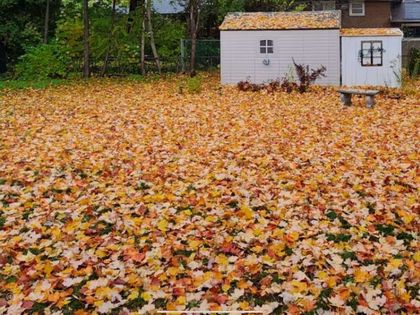 Backyard (Autumn) - 3537 Enniskillen Circle, Mississauga at 3537 Enniskillen Circle, Erindale, Mississauga