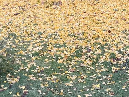 Ginko Leaves (Autumn) - 3537 Enniskillen Circle, Mississauga at 3537 Enniskillen Circle, Erindale, Mississauga