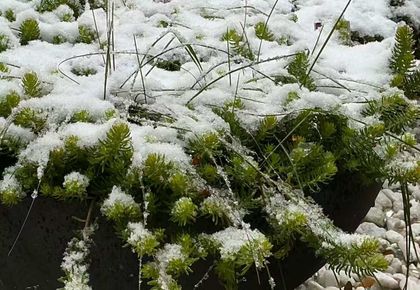 Gardens - 3537 Enniskillen Circle, Mississauga at 3537 Enniskillen Circle, Erindale, Mississauga