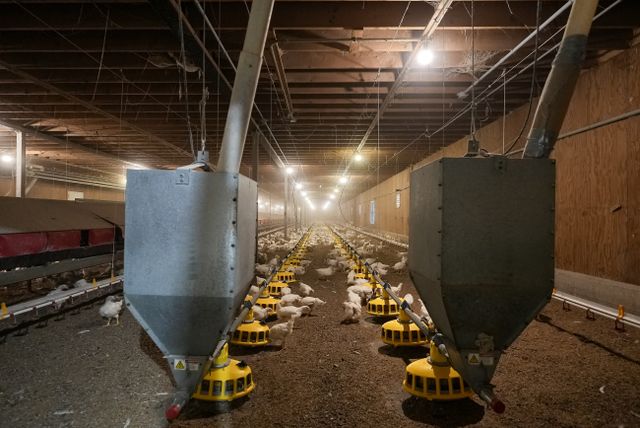 dsc09919_70 at 465273 Curries Road, Woodstock