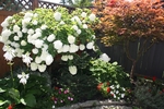 Summer Garden at 4 Barnaby Pvt, Overbrook, Ottawa