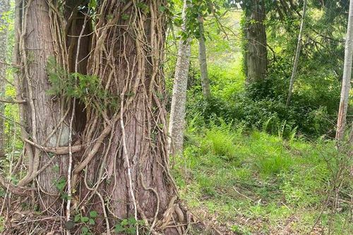 Lot-1-garden-bay-road-pender-harbour-egmont-sunshine-coast-07 at LOT 1 GARDEN BAY Road, Pender Harbour Egmont, Sunshine Coast