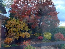 Backyard in Fall at 76 Valentine Drive, Parkwoods-Donalda, Toronto