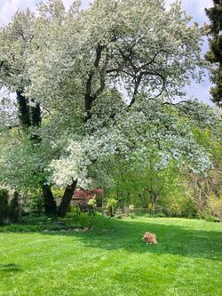 Backyard at 142 Three Valleys Drive, Parkwoods-Donalda, Toronto
