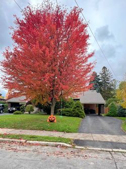 Backyard at 142 Three Valleys Drive, Parkwoods-Donalda, Toronto