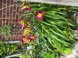 Backyard at 14 Squirewood Road, Pleasant View, Toronto