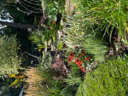 Backyard at 14 Squirewood Road, Pleasant View, Toronto