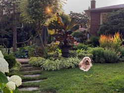 Backyard at 14 Squirewood Road, Pleasant View, Toronto