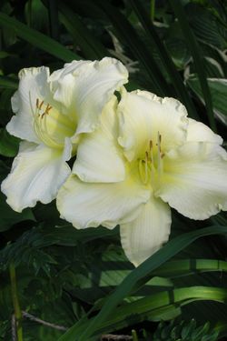 Backyard Flowers at 12 Crossburn Drive, Parkwoods-Donalda, Toronto