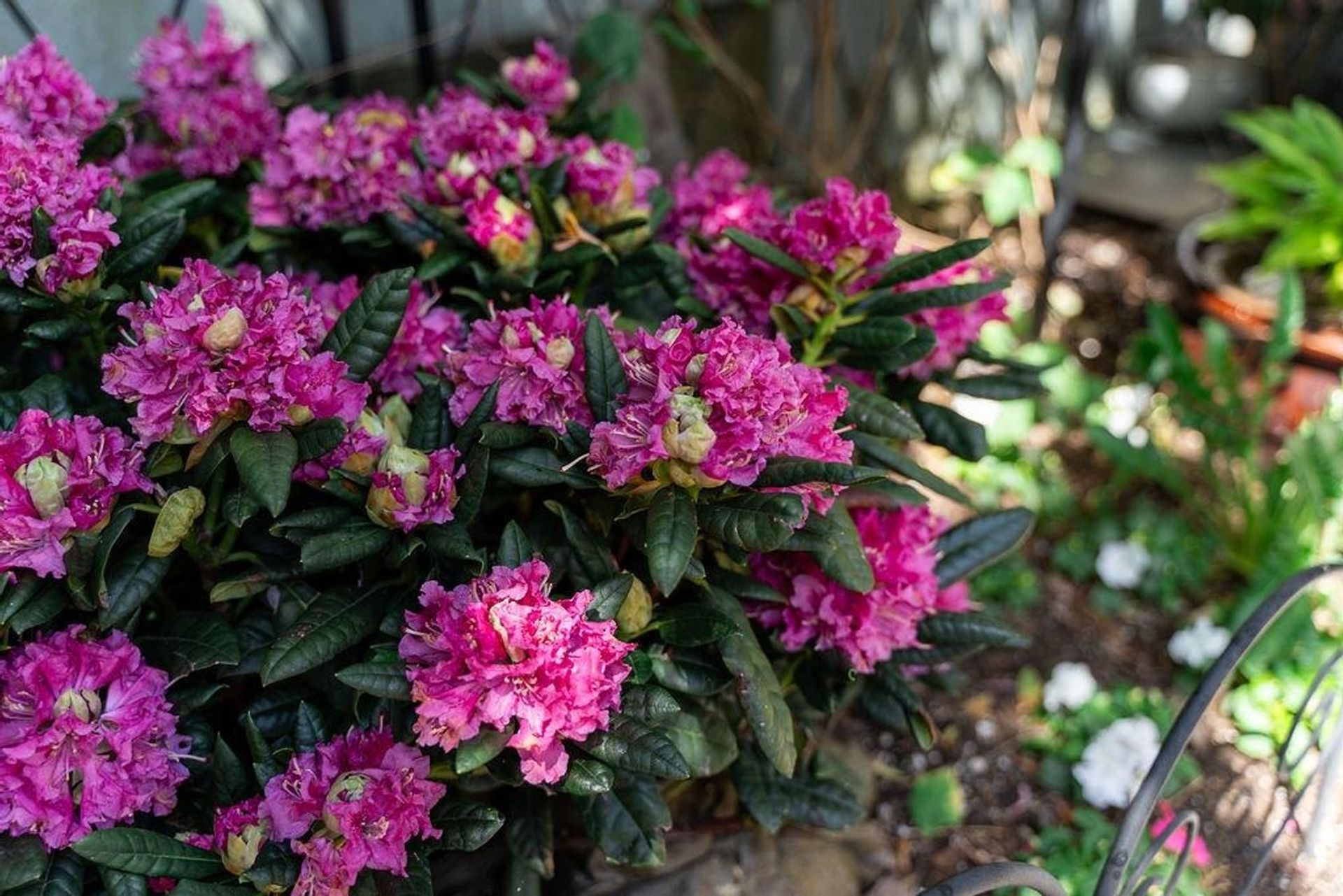 2 - 939 W 7th Avenue, Fairview VW, Vancouver West - 939-w-7th-avenue-fairview-vw-vancouver-west-37