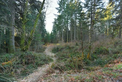 1481-reed-road-gibsons-area-sunshine-coast-01 at 1481 Reed Road, Gibsons & Area, Sunshine Coast 1481-reed-road-gibsons-area-sunshine-coast-01 at 1481 Reed Road, Gibsons & Area, Sunshine Coast