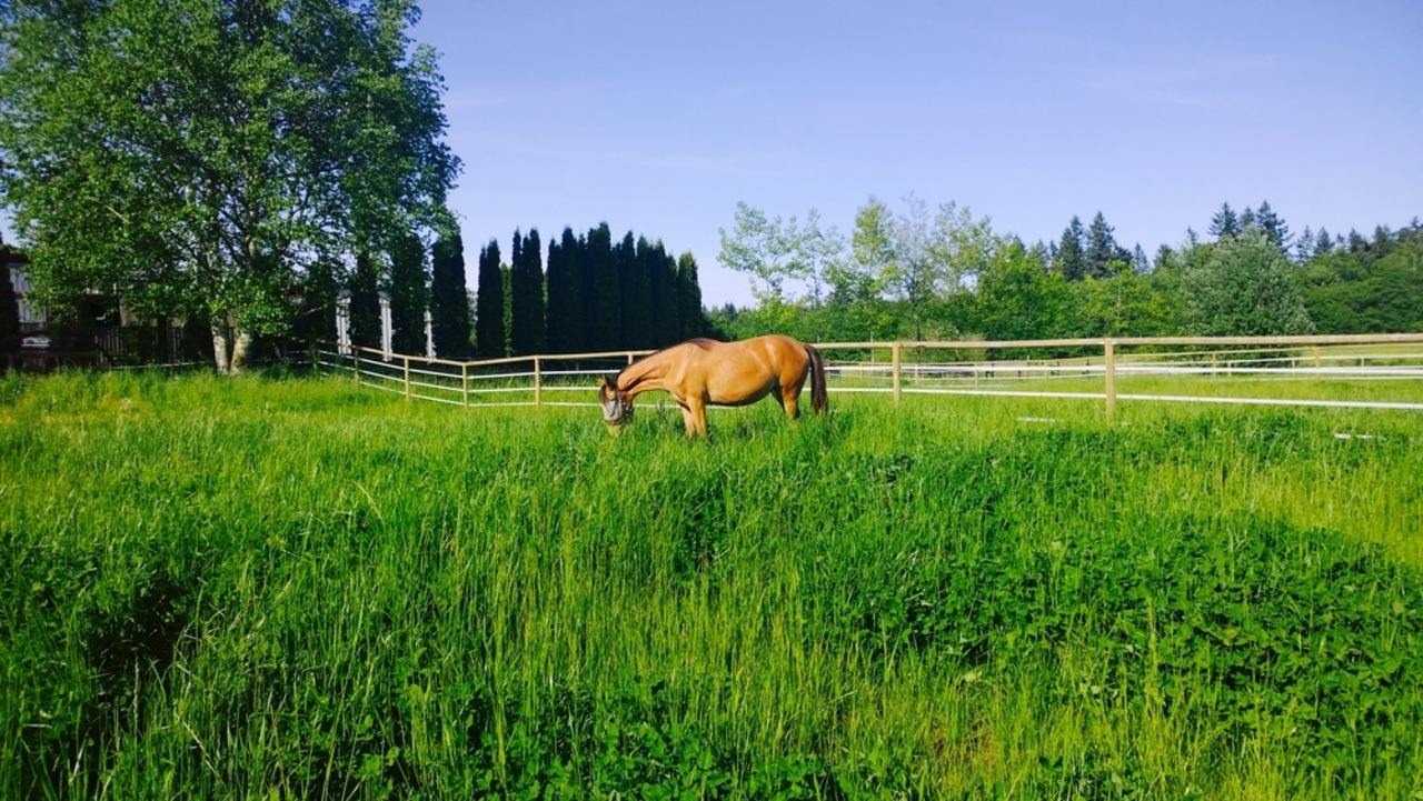  at 258 224th Street, Campbell Valley, Langley