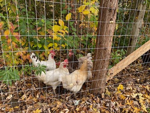 chickens at 3108 9th Line, Mississippi Lake, Carleton Place