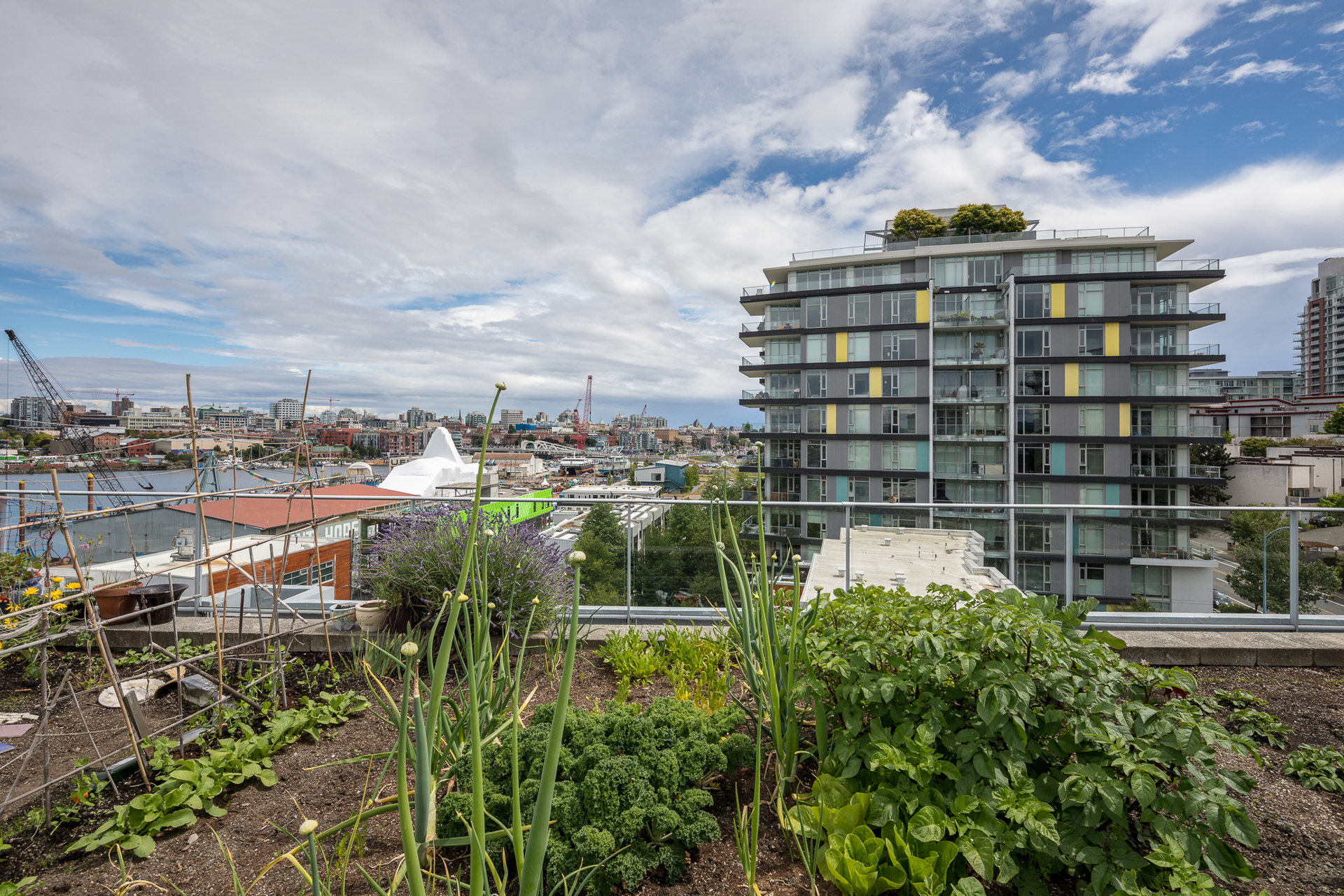 Rooftop Patio at 304 - 391 Tyee Road, Victoria West