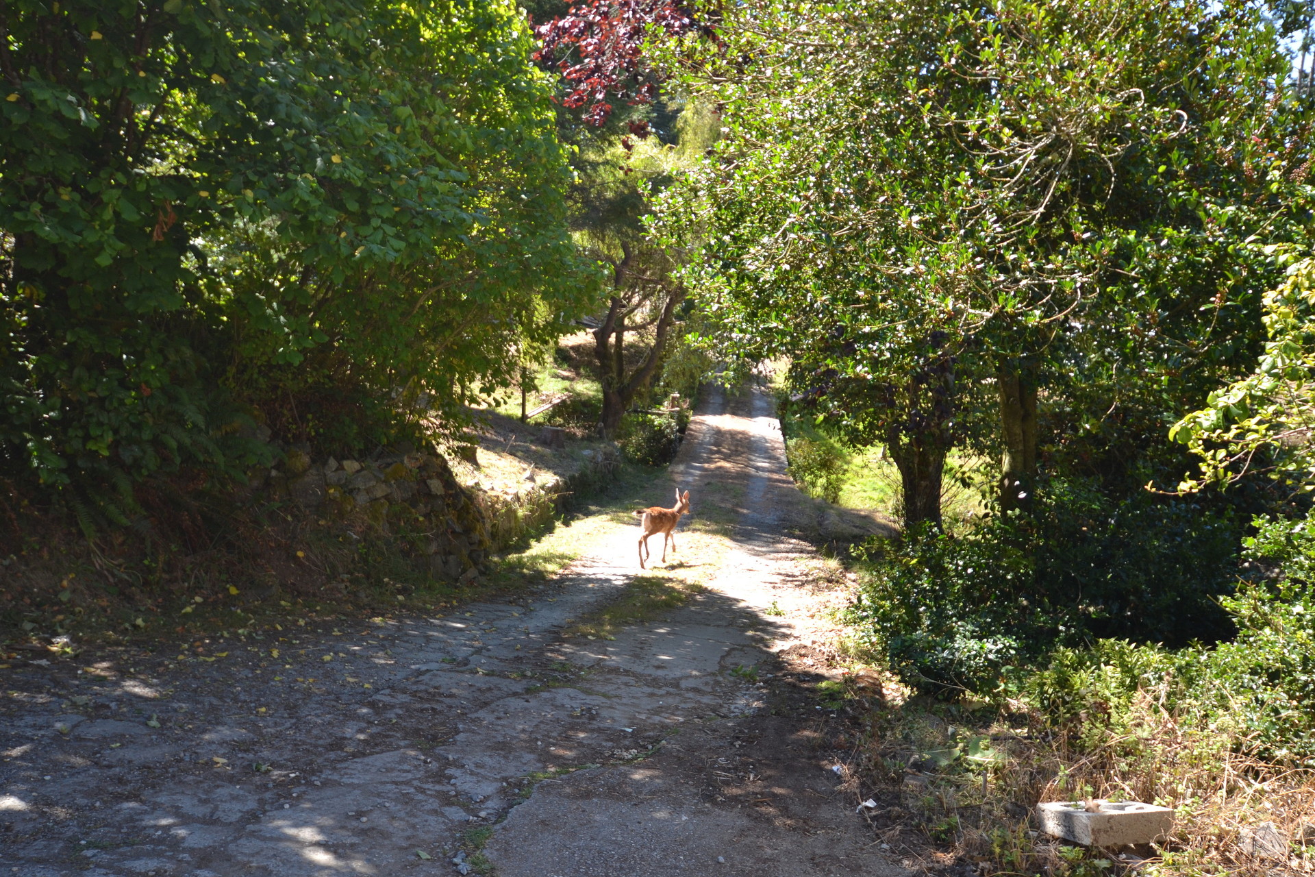  at 1605 Gillespie Road, East Sooke, Sooke