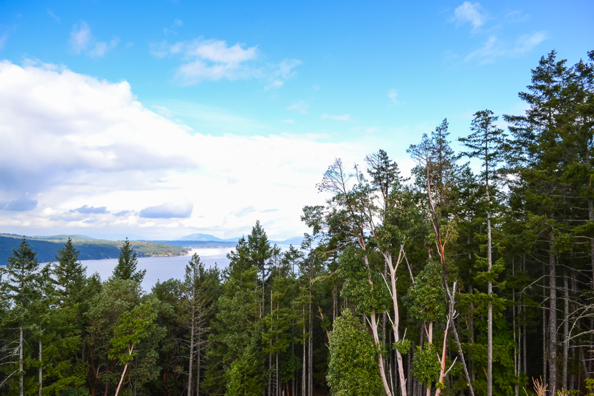 High Timber Volumes at Lot 2 Willis Point Road, Central Saanich