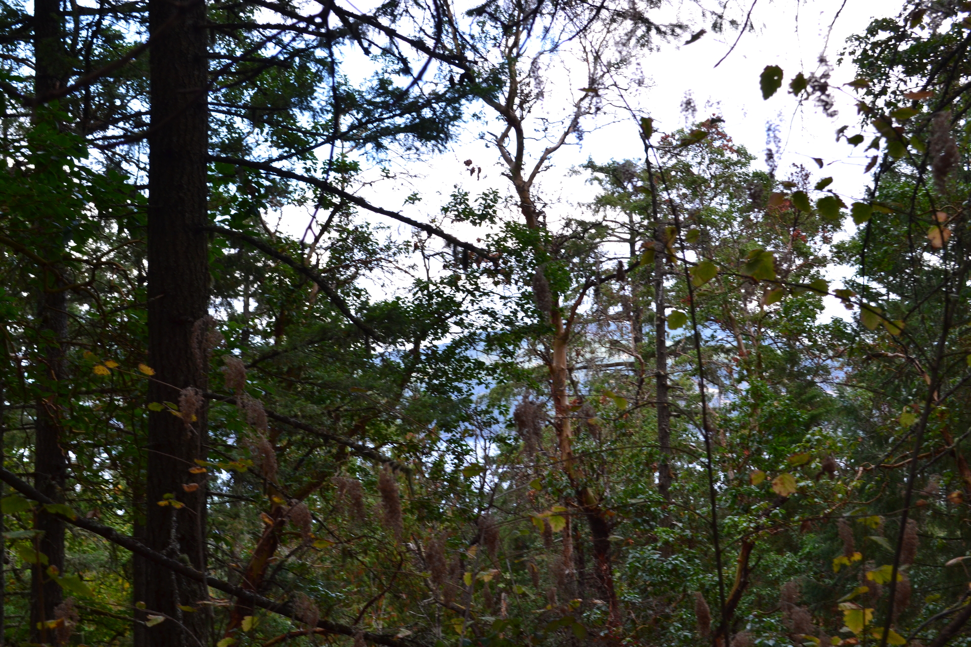 High Timber Volumes at Lot 7 Willis Point Road, Willis Point, Central Saanich