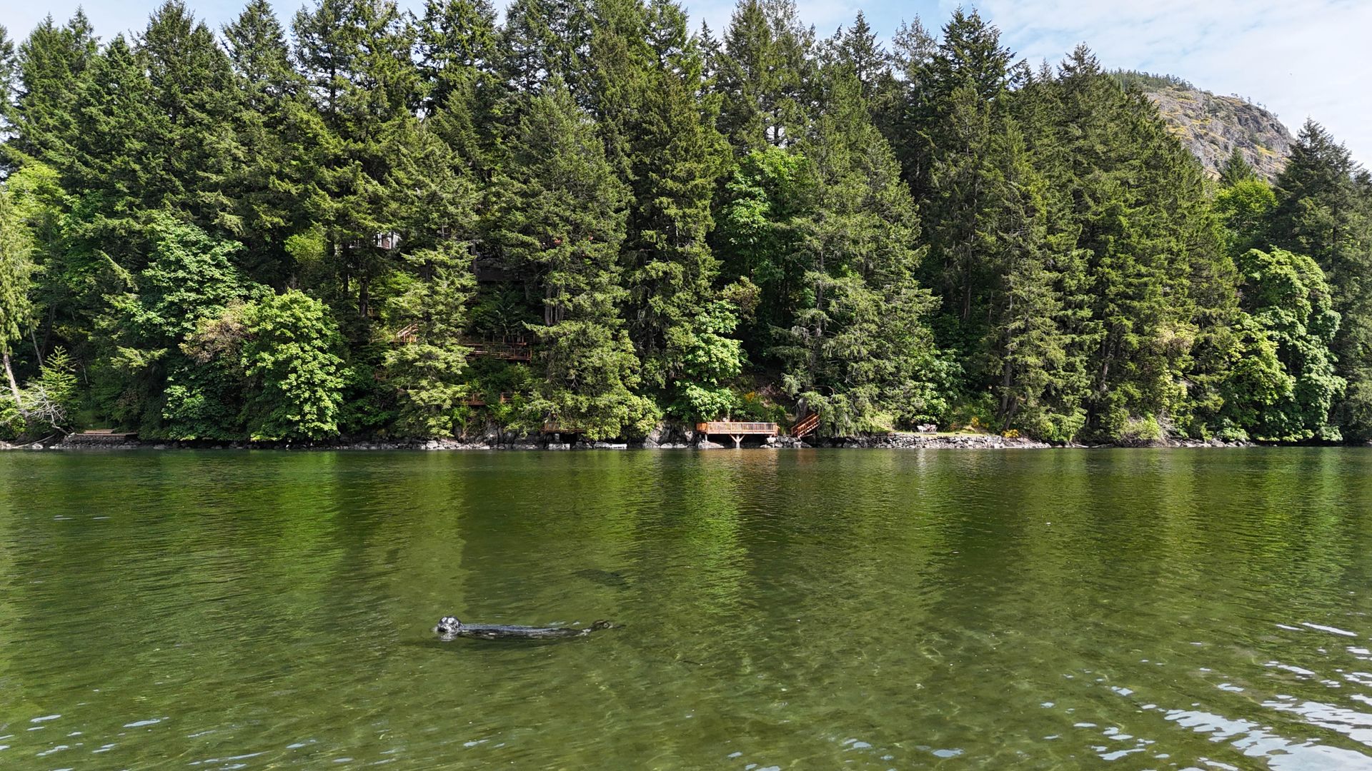 Local seals enjoying the shallow, warm waters at 1709 Falcon Heights Road, Goldstream, Langford