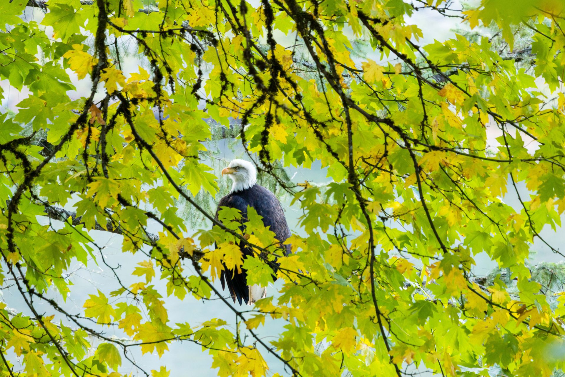 Plentiful local wildlife at 1709 Falcon Heights Road, Goldstream, Langford