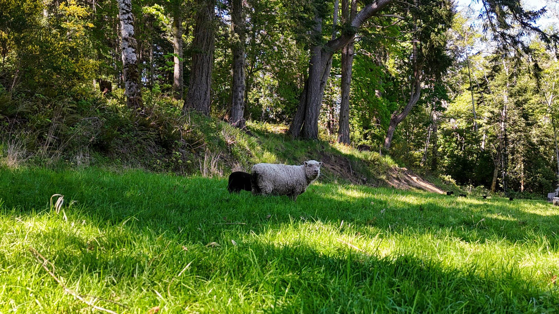  at 151 Upper Ganges Road, Salt Spring, Gulf Islands