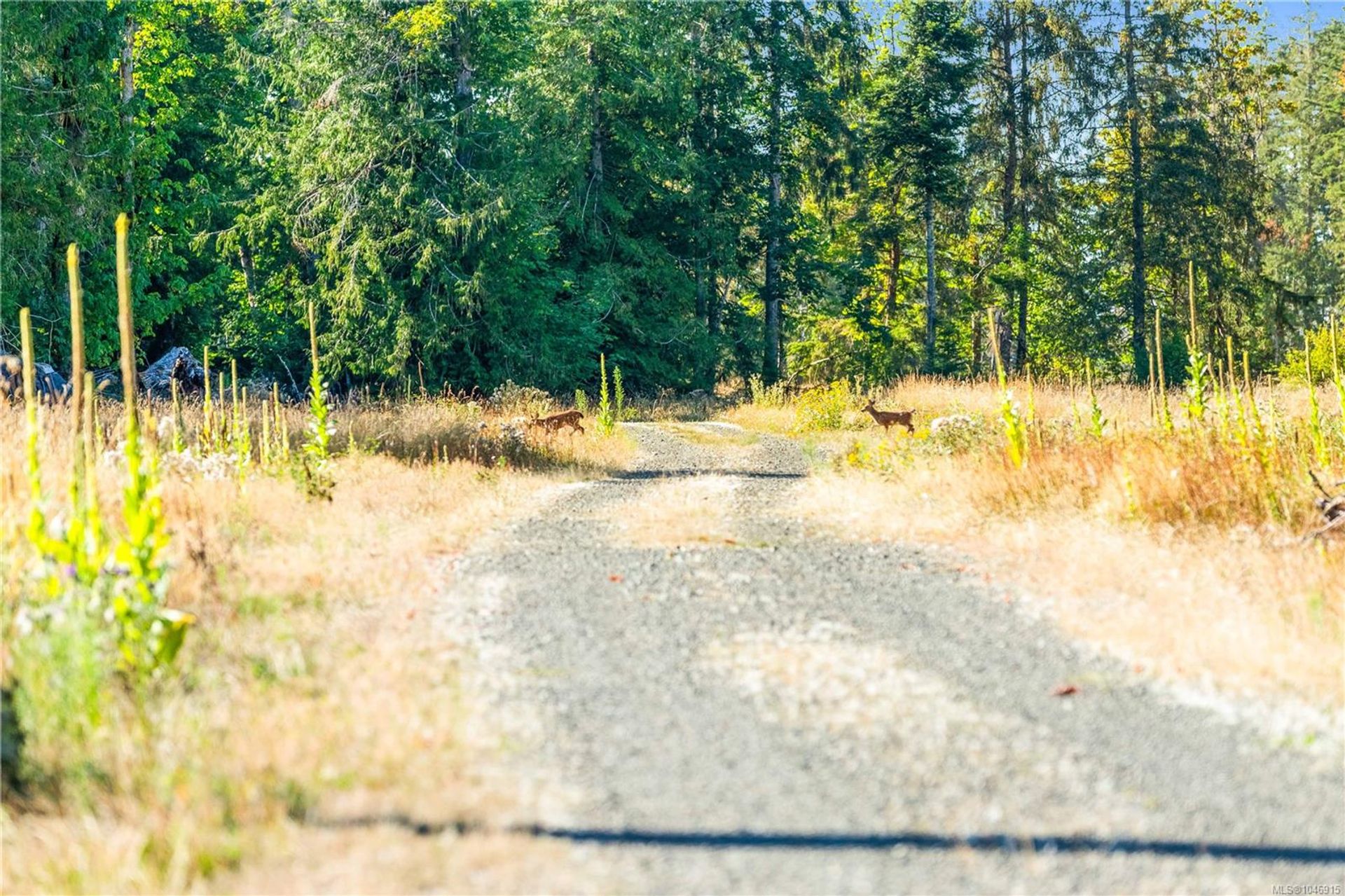lot-1-wavell-union-bayfanny-bay-comox-valley-13 at Lot 1 Wavell Road, Union Bay/Fanny Bay, Comox Valley