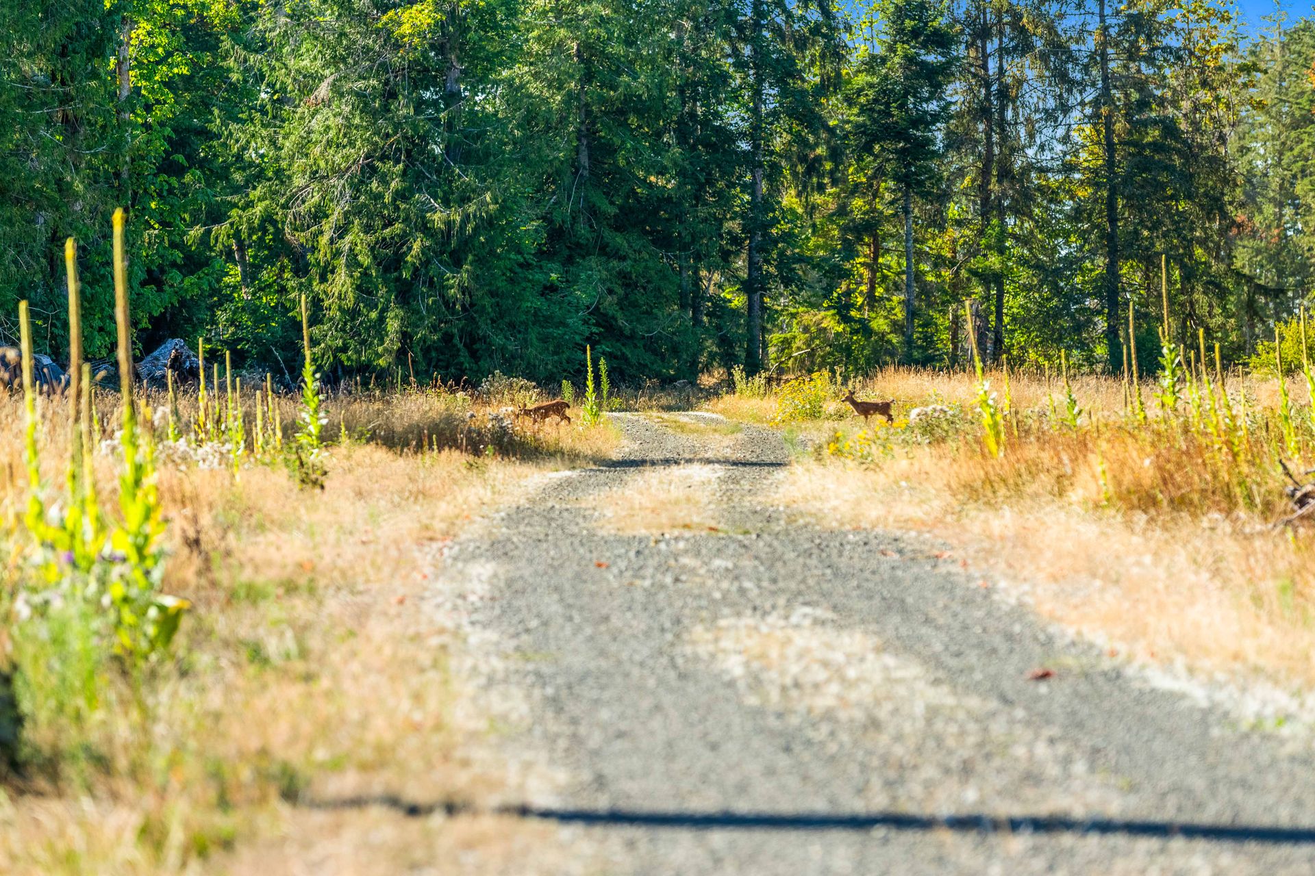  at Lot 1 Wavell Road, Union Bay/Fanny Bay, Comox Valley